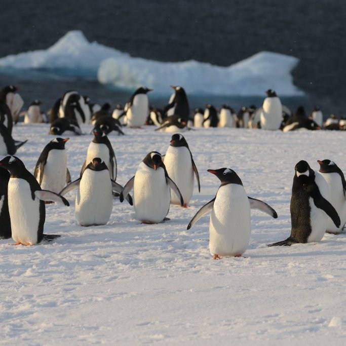 There will be plenty of opportunities to see penguins