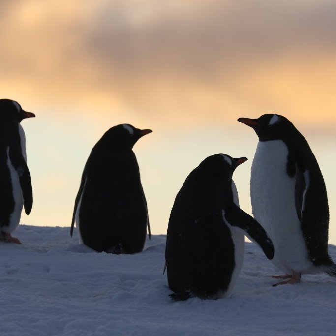 Penguins dot the shoreline