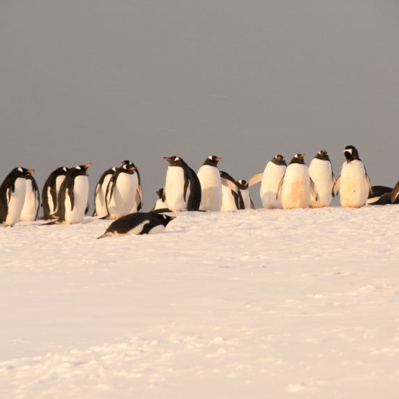 More penguins