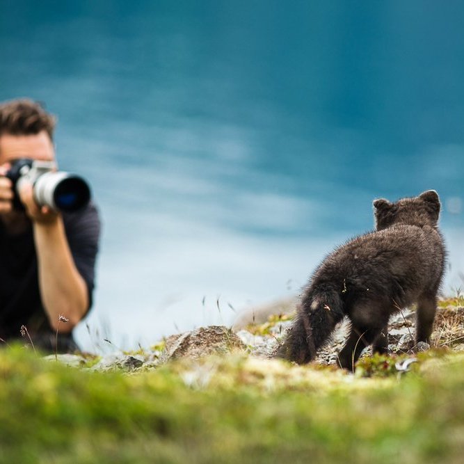 Photographing the arctic fox