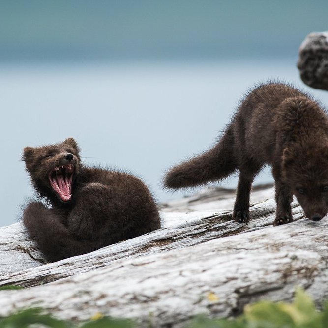 While not guaranteed it is common to see the arctic fox on Hornstrandir