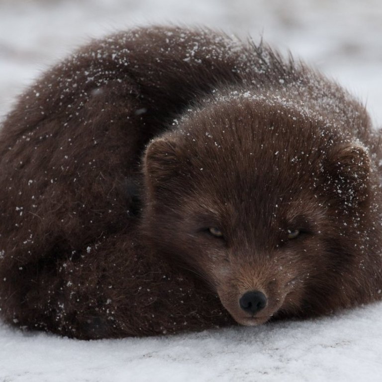 The Arctic Fox is a common siting around Kviar lodge. During the winter months their coats change to white and then back to brown during spring and summer.