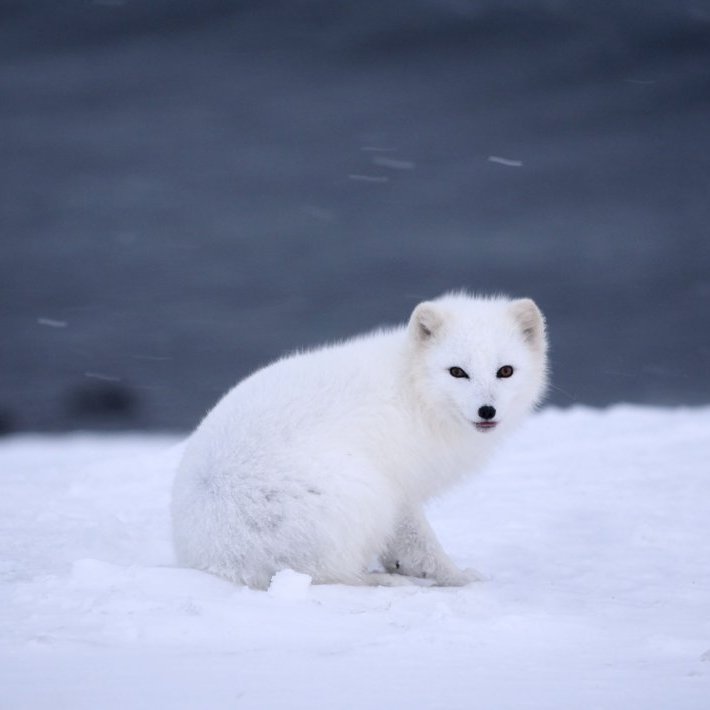 The Arctic Fox is a common siting around Kviar lodge. During the winter months their coats change to white.