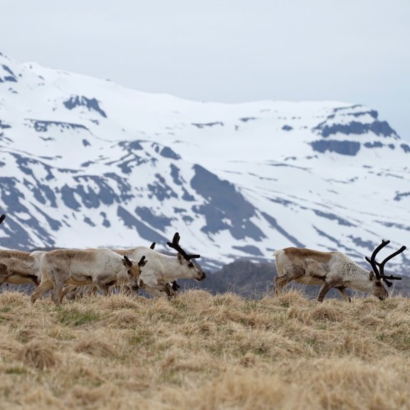 eastjfords_ski_tour_08