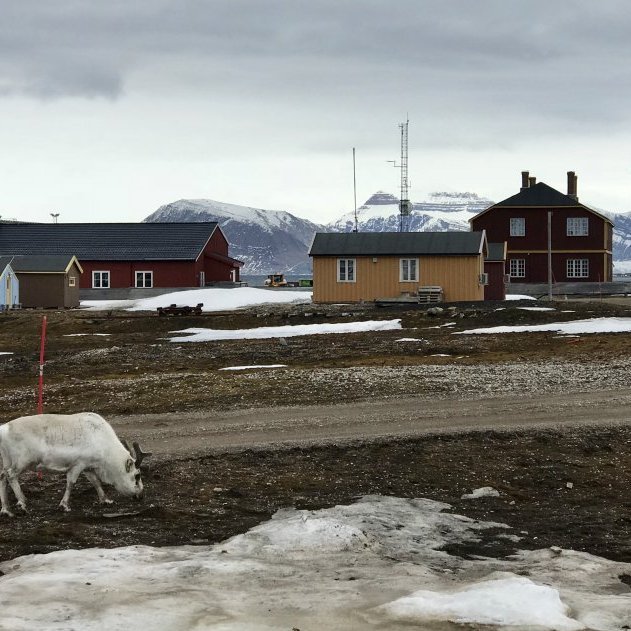 Svalbard reindeer